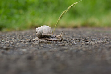 Close-up photo of a snail crawling on a gray road