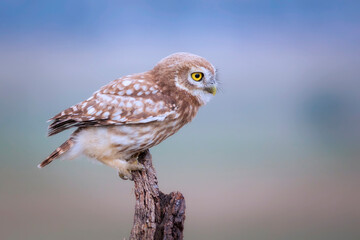 Little owl. Colorful nature background. Athene noctua.  