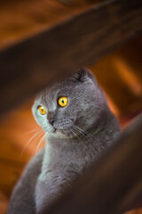 Gray scottish fold cat sitting on wooden steps