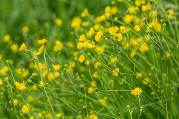 Obraz na płótnie Canvas yellow marsh flowers on a green background
