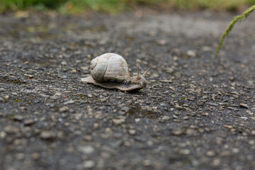 Close-up photo of a snail crawling on a gray road