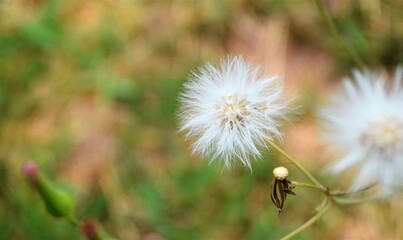 flores na relva