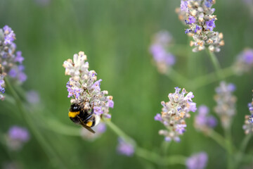 Beautiful bumblebee on a lavender in summer