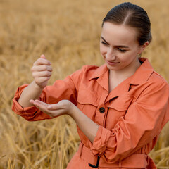 A female farmer or agronomist is pouring wheat grains in his hands. Ripe harvest concept. Grain quality check