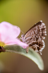Brown butterfly perched on a striking flower