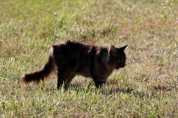 chat haret chassant sous le vent
