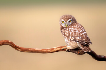Little owl. Colorful nature background. Athene noctua.  