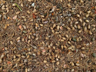 Pinecones background