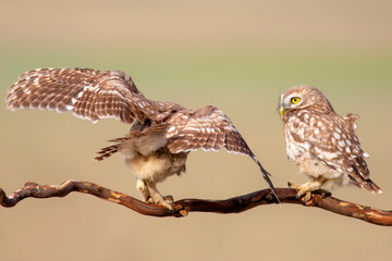 Little owls. Colorful nature background. Athene noctua.  