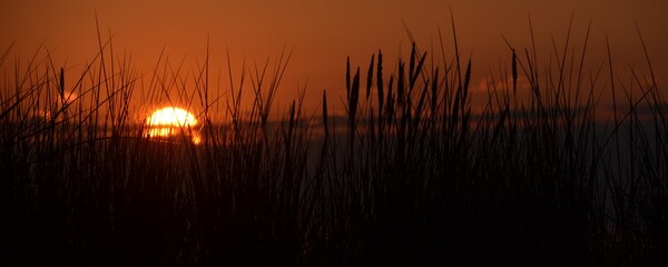 nearly set sun sunset at dune backlight grass on baltic sea