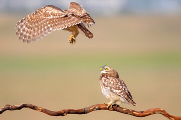 Little owls. Colorful nature background. Athene noctua.  