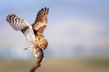 Little owl. Colorful nature background. Athene noctua.  