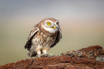 Little owl. Colorful nature background. Athene noctua.  