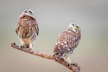 Little owls. Colorful nature background. Athene noctua.  