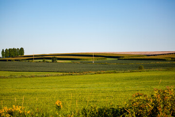 Wisconsin strip cropping farmland with ginseng, hay, corn and beans in August