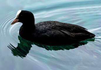 Coot in the Lake