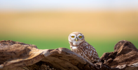 Little owl. Colorful nature background. Athene noctua.  