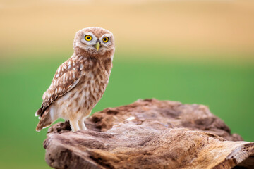 Little owl. Colorful nature background. Athene noctua.  