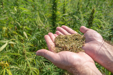 Man holding hemp seeds and leaves in the hands with hemp plantation in the background.