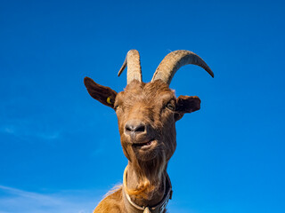 Close-up of a Goat in the alps