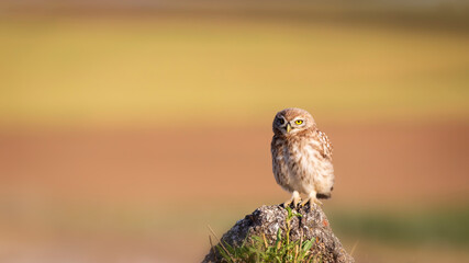 Little owl. Colorful nature background. Athene noctua.  