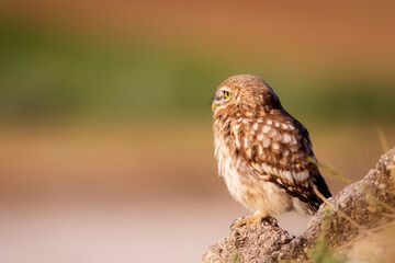 Little owl. Colorful nature background. Athene noctua.  