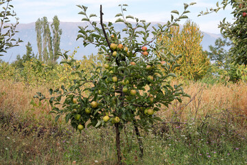 Fototapeta na wymiar An apple tree full of yellow green apples in the orchard on a sunny autumn day. Natural background with copy space
