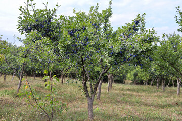 Fototapeta na wymiar Big plum trees with ripe blue plums fruits in the orchard on a sunny summer day. Natural background with copy space