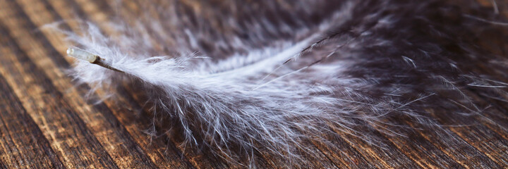 Abstract background. Banner feather bird close-up on a wooden background. Copy Space. Wallpapers for the work table or for the site. Soft selective focus