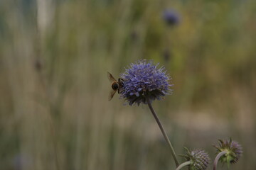 thistle in bloom