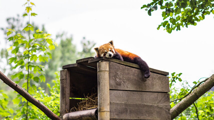 Red panda in the tree