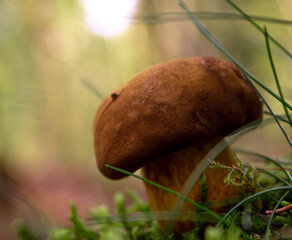 boletus edulis mushroom in the forest