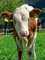Vertical shot of a calf on a pasture