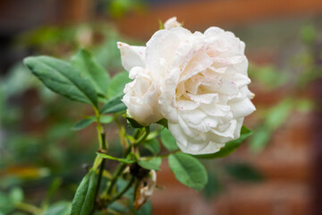rosa blanca