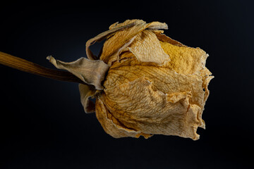 Closeup shot of a withered rose on a black backgroun d