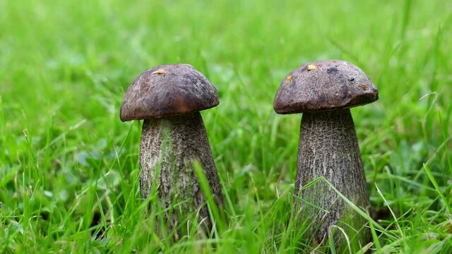 Close up of two same size and colour Brown Birch Boletus, Leccinum scabrum in the shivering grass.
