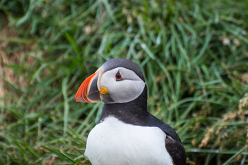 Puffin in the beautiful countryside nature of Hafnarholmi in Borgarfjordur Eystri in Iceland