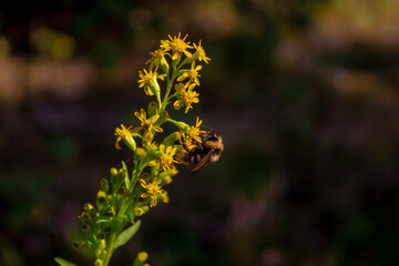 bee on a yellow flower, summer in the forest