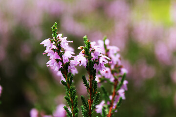 heather