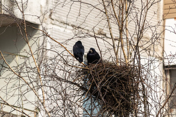Crows in a nest made of dry branches in the city against the background of a multi-storey building