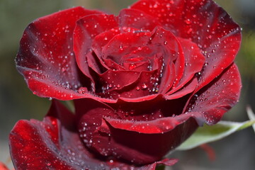Macro image of dark red rose with water droplets. Extreme close-up with shallow dof.
