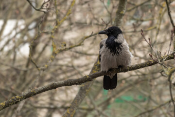 Single crow sits on a tree branch and looks to the left. Bird in the city