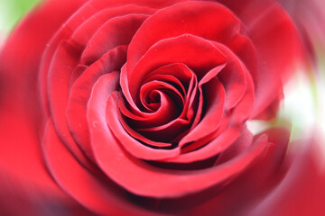 Macro image of dark red rose with water droplets. Extreme close-up with shallow dof.