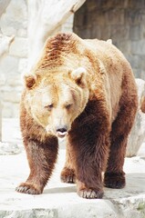 oso pardo en el zoo de lisboa