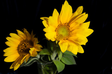 Close-up of two sunflower flowers on a black background, soft focus.