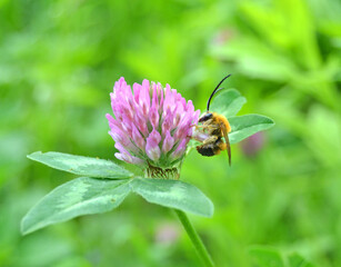 Eucera longicornis is a species of bee in the family Apidae, subfamily Apinae, and tribe Eucerini, the long-horned bees.