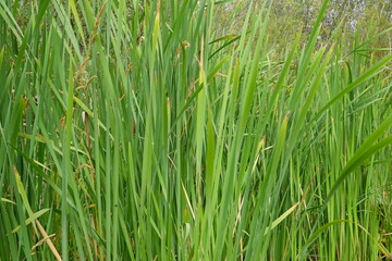 Fototapeta premium Typha latifolia (broadleaf cattail, bulrush, common bulrush, common cattail, cat-o'-nine-tails, great reedmace, cooper's reed, cumbungi) is a perennial herbaceous plant in the genus Typha.
