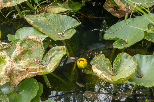 Spatterdock (Yellow Pond Lily) is a perennial, herbaceous, emergent aquatic plant. Flowers at or just above water surface, deep yellow.