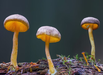 mushrooms in the woods