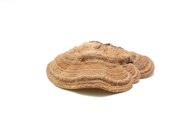 白背景のサルノコシカケ